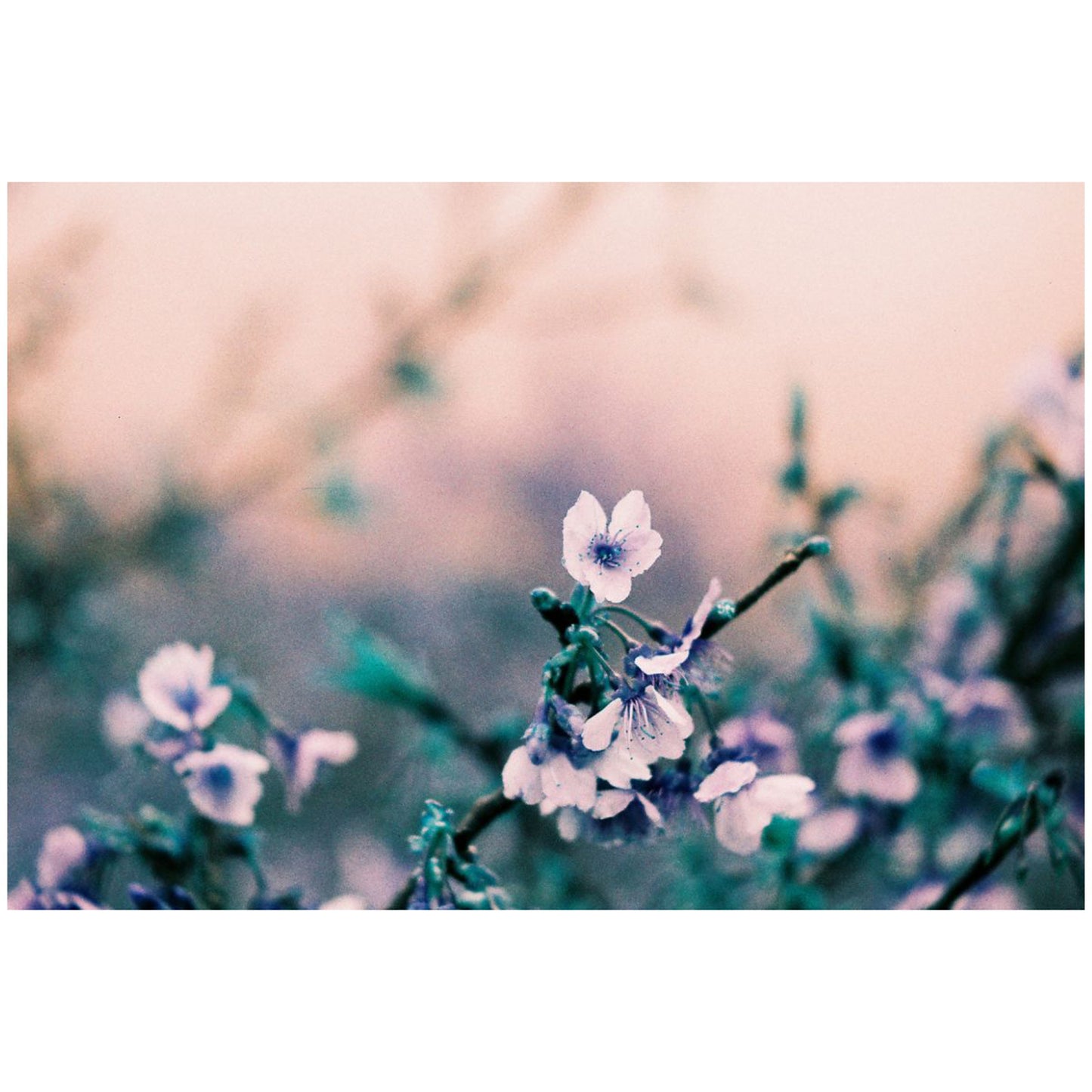 LomoChrome Turquoise