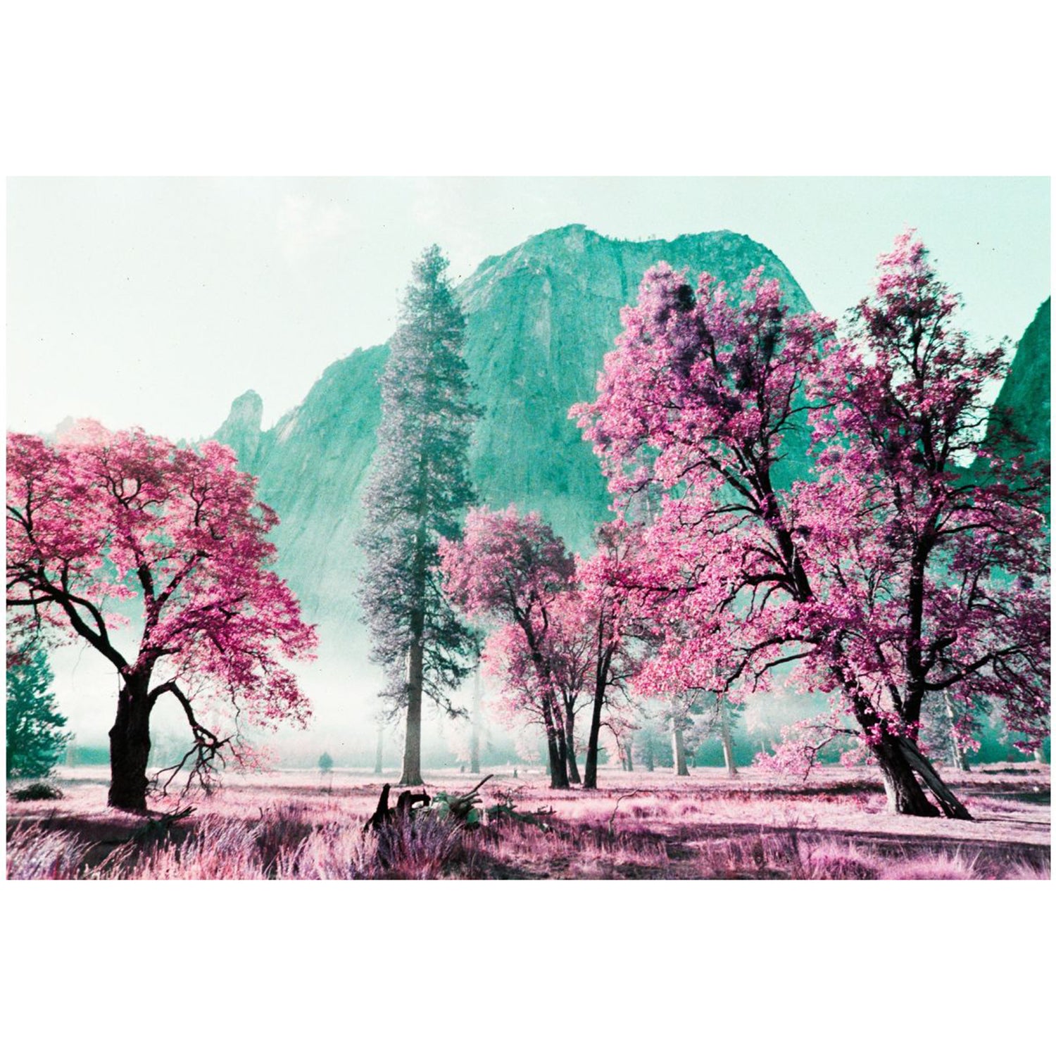 LomoChrome Purple Pétillant