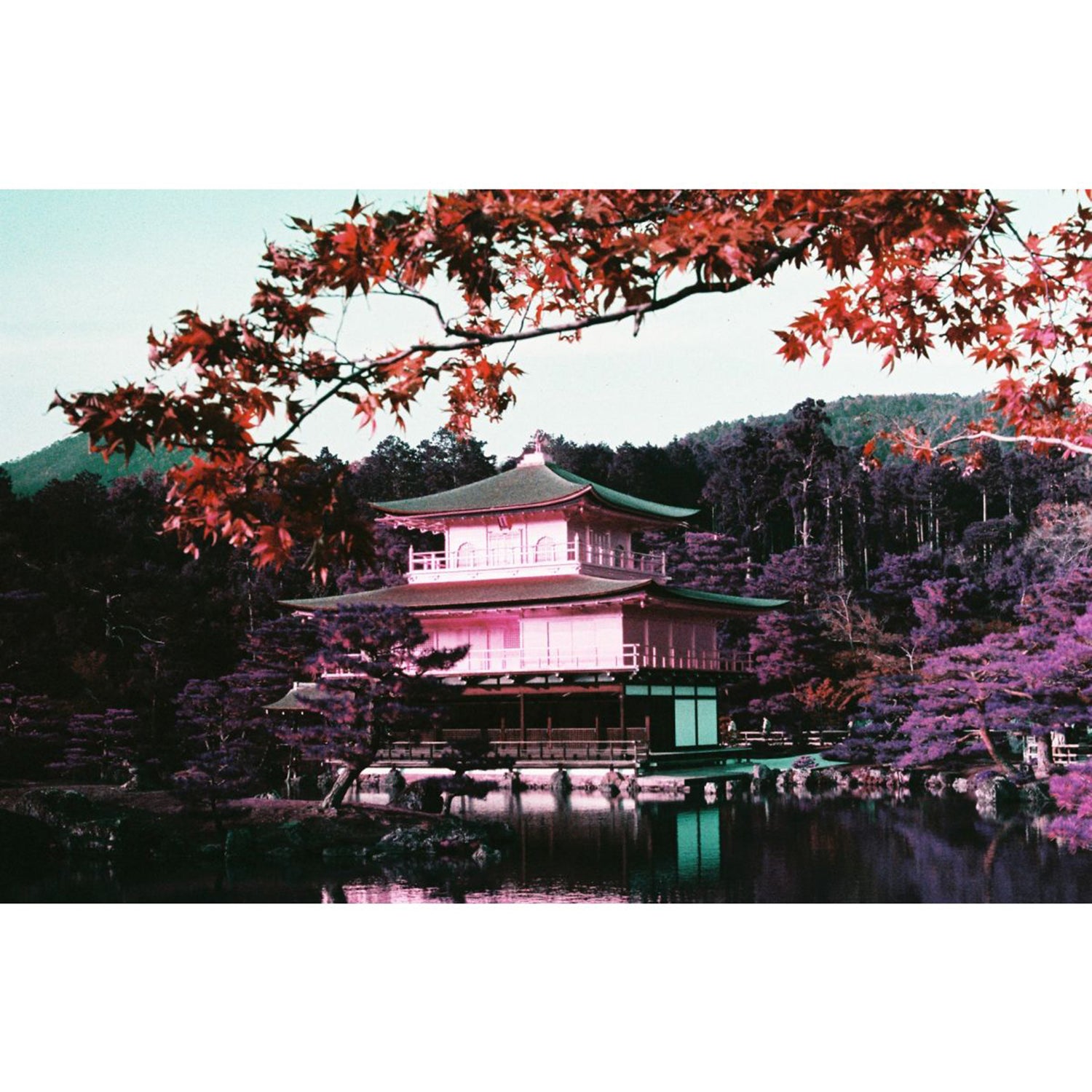 LomoChrome Purple Pétillant